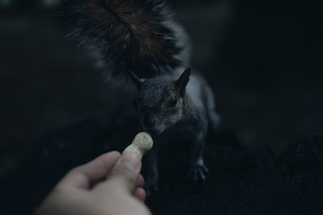 découvrez tout sur les cacahuètes : leurs bienfaits nutritionnels, différentes variétés, recettes savoureuses et conseils de conservation. plongez dans l'univers de ce légume sec incontournable !