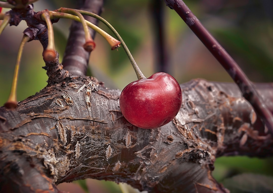 découvrez le monde fascinant des cerises : leurs variétés, bienfaits pour la santé, idées de recettes délicieuses et astuces de culture pour profiter pleinement de ce fruit juteux et savoureux.