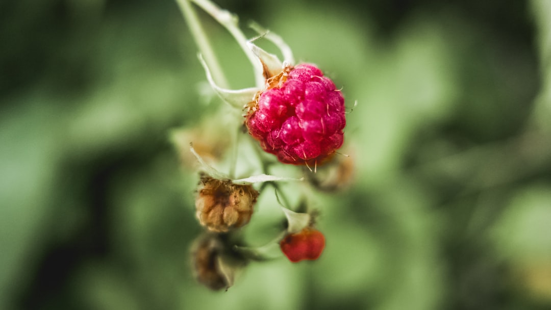 découvrez tout sur la framboise : ses bienfaits pour la santé, ses recettes délicieuses et son utilisation en cuisine. apprenez à cultiver ce fruit savoureux et profitez de ses vertus nutritionnelles.