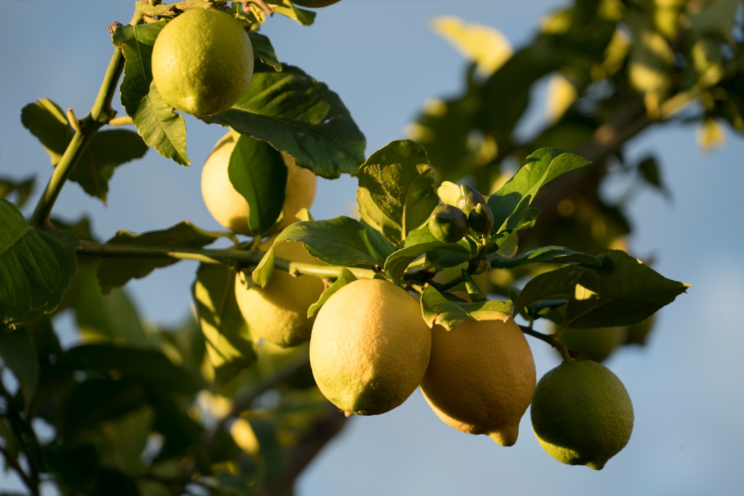 découvrez nos délicieuses madeleines au citron, alliant la douceur d'une pâtisserie traditionnelle et le goût rafraîchissant du citron. parfaites pour accompagner votre thé ou café, elles apporteront une touche de zeste à vos pauses sucrées.