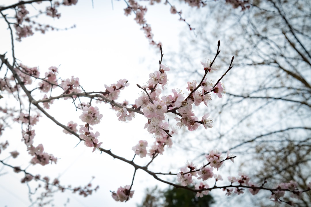 découvrez vineflower aroma, une expérience sensorielle unique qui allie des arômes floraux délicats à des notes envoûtantes. plongez dans un monde de senteurs raffinées qui éveilleront vos sens et transformeront votre quotidien en un voyage olfactif inoubliable.