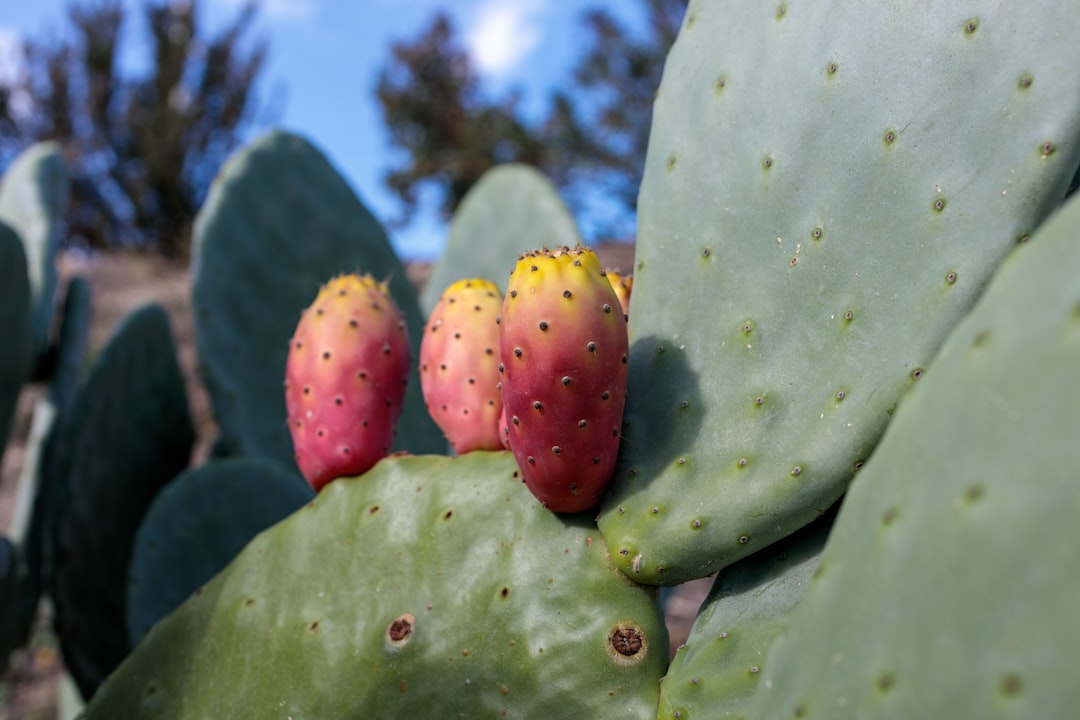 découvrez la pitaya, ce fruit exotique aux couleurs vives et au goût délicat. apprenez tout sur ses bienfaits pour la santé, ses origines et comment l'intégrer dans vos recettes pour une touche d'originalité.
