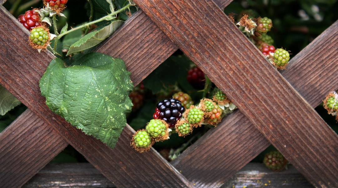 découvrez l'univers des blackberries, ces fruits juteux et riches en antioxydants. apprenez à les cuisiner, à les utiliser en santé ou à les déguster frais pour profiter de leurs bienfaits.