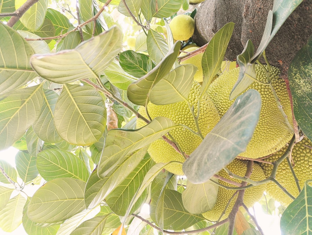 découvrez le jacquier, ce fruit tropical étonnant au goût sucré et à la texture unique. apprenez tout sur ses bienfaits nutritionnels, ses utilisations en cuisine et ses origines exotiques.