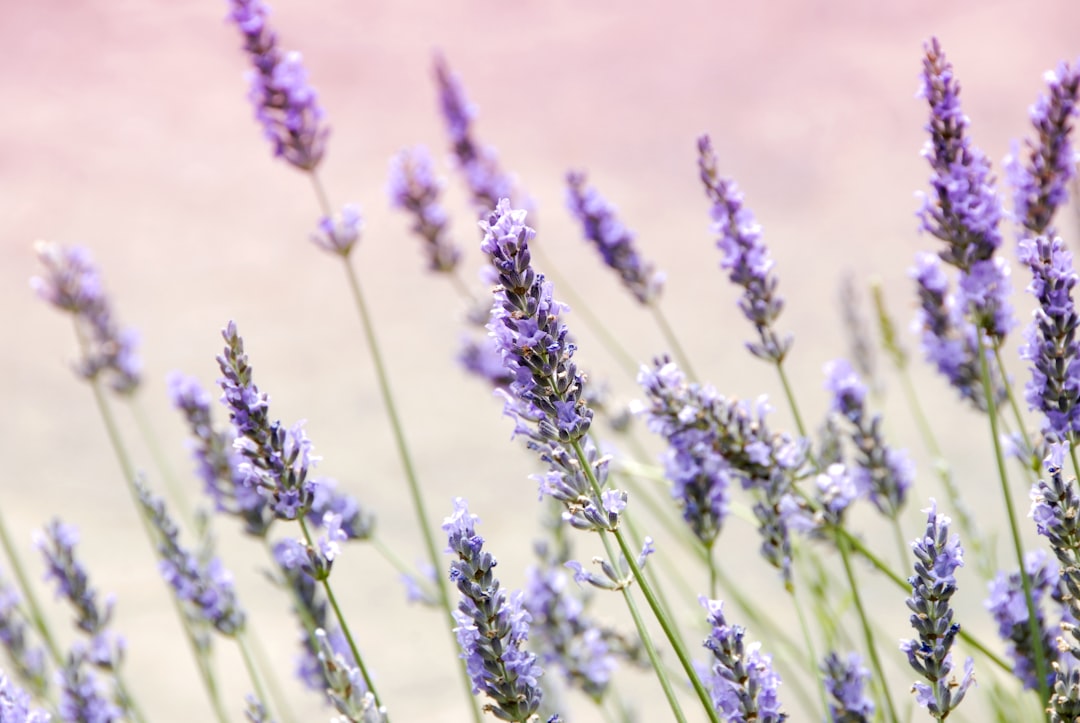 découvrez les bienfaits apaisants de la lavande : une plante emblématique reconnue pour ses propriétés aromatiques et relaxantes. idéale pour la décoration, les soins de la peau et l'aromathérapie, la lavande apporte une touche de sérénité à votre quotidien.