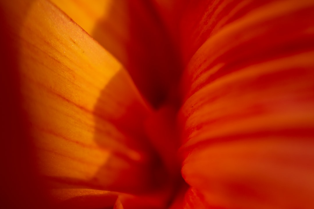 découvrez l'envoûtante fragrance de l'orange blossom, une odeur florale délicate et rafraîchissante qui évoque la douceur des jardins en fleurs. parfaite pour parfumer votre environnement ou sublimer vos créations cosmétiques, cette essence naturelle apporte une touche de sérénité et de luxe à votre quotidien.